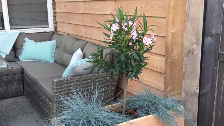 tuinpatio.jpg
